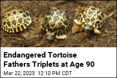 90-Year-Old Tortoise Surprises Zoo by Fathering Triplets