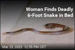 Woman Finds Deadly 6-Foot Snake in Bed