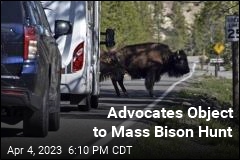 Advocates Object to Mass Bison Hunt
