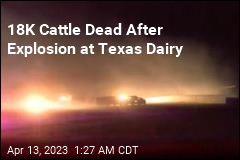 18K Cattle Dead After Explosion at Texas Dairy