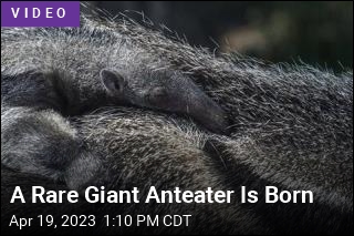 A Rare Giant Anteater Is Born