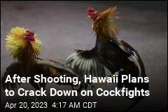 After Deadly Shooting, Hawaii to Crack Down on Cockfights