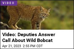 Video: Deputies Answer Call About Wild Bobcat