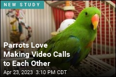 Video Calls Make Parrots Less Lonely