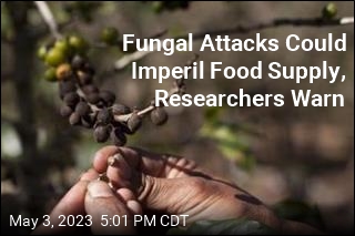 Fungal Attacks Could Imperil Food Supply, Researchers Warn