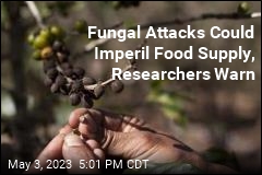 Fungal Attacks Could Imperil Food Supply, Researchers Warn