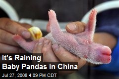 It's Raining Baby Pandas in China