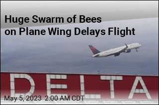 Flight Delayed for Hours Due to Huge Swarm of Bees on Wing