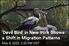 Rare New York Visitor Shows Shift in Migration Patterns