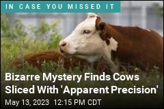 Bizarre Mystery Finds Cows Sliced With &#39;Apparent Precision&#39;