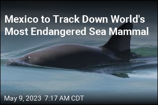 Mexico to Track Down World&#39;s Most Endangered Sea Mammal
