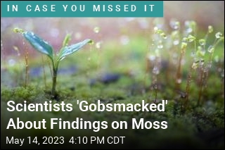 Lowly Moss Is Far More Important Than You Think