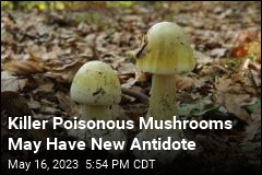 Killer Poisonous Mushrooms May Have New Antidote