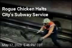Rogue Chicken Halts City&#39;s Subway Service