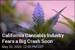 California Cannabis Industry Fears a Big Crash Soon