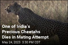 India Stumbles in Its Effort to Bring Back the Cheetah