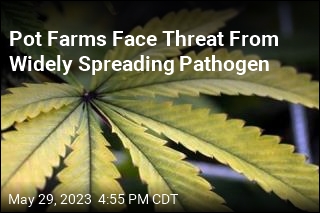 Pathogen Puts Crops at Pot Farms in Danger