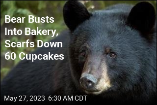 Black Bears Apparently Really Love Cupcakes