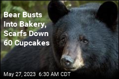 Black Bears Apparently Really Love Cupcakes