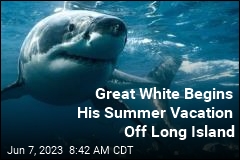 Great White Begins His Summer Vacation Off Long Island