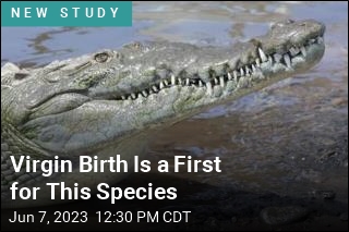 Croc&#39;s Virgin Birth Suggests Dinos Were Also Capable