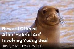$5K Reward Offered in Killing of Young Seal