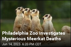 Unknown Toxin Kills 5 Meerkats at Philadelphia Zoo