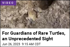 For Guardians of Rare Turtles, an Unprecedented Sight