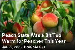 Peach State Was a Bit Too Warm for Peaches This Year