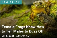 frogs – News Stories About frogs - Page 1