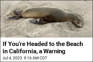 If You&#39;re in Southern California, Beware the Sea Lions