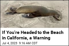 If You&#39;re in Southern California, Beware the Sea Lions