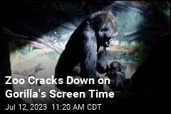 Zoo Cracks Down on Gorilla&#39;s Screen Time