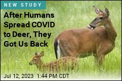 After Humans Spread COVID to Deer, They Got Us Back