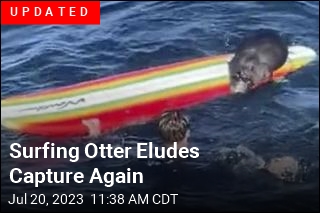 Watch Out for This Surfboard-Swiping Sea Otter