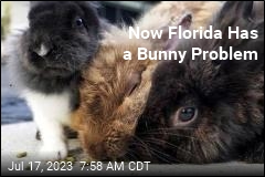 Florida&#39;s Latest Invasive Species Is Very Fuzzy