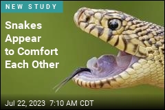Snakes Appear to Comfort Each Other