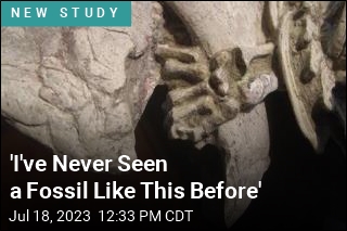 &#39;I&#39;ve Never Seen a Fossil Like This Before&#39;