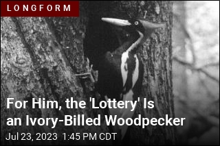 For Him, the &#39;Lottery&#39; Is an Ivory-Billed Woodpecker
