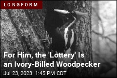 For Him, the &#39;Lottery&#39; Is an Ivory-Billed Woodpecker