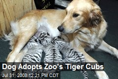Dog Adopts Zoo's Tiger Cubs
