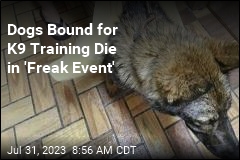 Dogs Bound for K9 Training Die in &#39;Freak Event&#39;