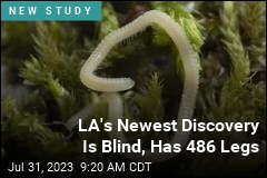 What&#39;s Blind, Glassy, and Has 486 Legs?