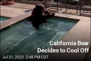 California Bear Decides to Cool Off