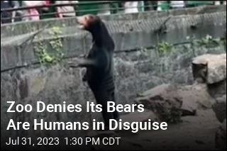 Zoo Denies Its Bears Are Humans in Disguise