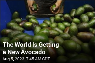 The World Is Getting a New Avocado