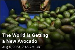 The World Is Getting a New Avocado