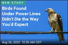 A Lot of the Dead Birds Under Power Lines Weren&#39;t Electrocuted