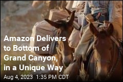 Amazon&#39;s Transport for Grand Canyon Deliveries: Mules