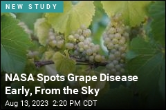 NASA Spots Grape Disease Early, From the Sky